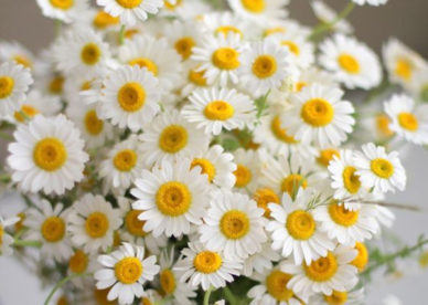صور ورد أبيض رائعة - صور ورد وزهور Rose Flower images